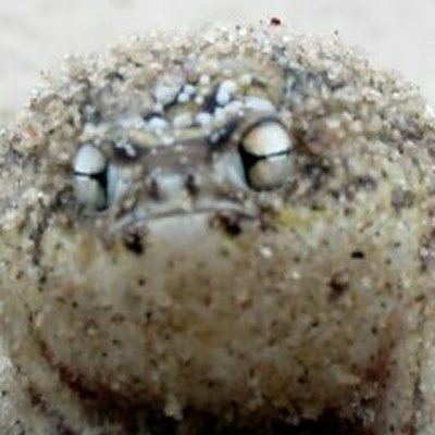 ElesisTiffa's profile picture. otaku