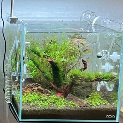 ぶくぶくアクアライフ Gex横見とコトブキbeans相性ピッタリでした めたか Gex コトブキ 水槽照明 Beans ぶくぶくアクアライフ Gex横見とコトブキbeans相性ピッタリでした めたか Gex コトブキ 水槽照明 Beans