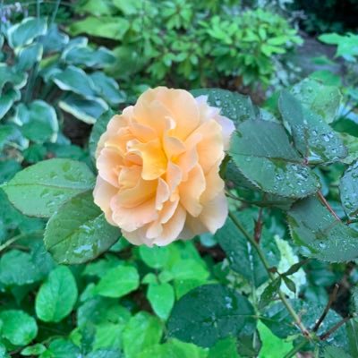 AraBaralo's profile picture. Explorer, scientist, mother #organtransplantrecipient