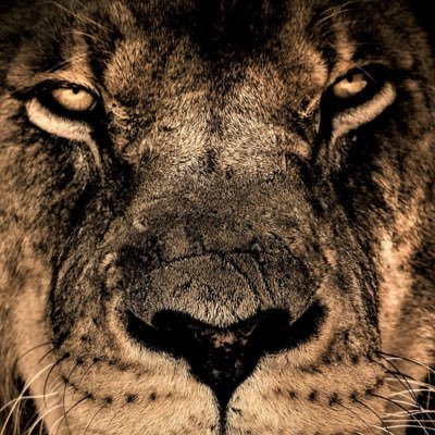 BT855's profile picture. 🦁♌️✝️ Some of the things I enjoy: 🏈⚽️☕️🥃🍔🍤🍕🎧🛥🎣🌌📸