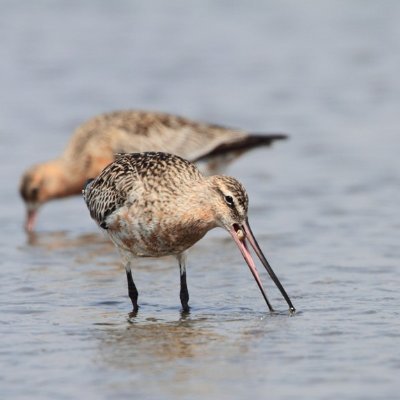 Marooned shorebird biologist