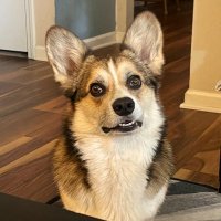 Griffin The Corgi (@corgigriffin) 's Twitter Profile