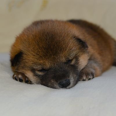 Yukin 柴犬の走る速さは世界最速ウサイン ボルトと同等の時速32km 速っ 柴犬 ウサイン ボルト 100m走 陸上競技 Shibainu Athletics100m Yukin 柴犬の走る速さは世界最速ウサイン ボルトと同等の時速32km 速っ 柴犬 ウサイン ボルト 100m走 陸上競技 Shibainu Athletics100m