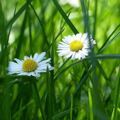 Bharat Chandra Profile