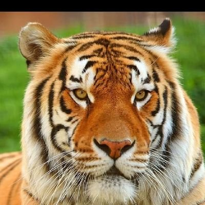 VinayKamsali's profile picture. 