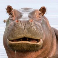 hippo (@encryptohippo) 's Twitter Profile Photo hippo (@encryptohippo) 's Twitter Profile Photo