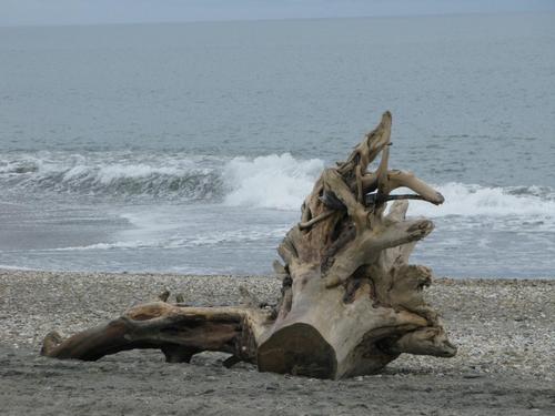 LColbear's profile picture. 