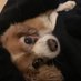 Kylann Cavalier (@ozforliberty) Twitter profile photo Kylann Cavalier (@ozforliberty) Twitter profile photo
