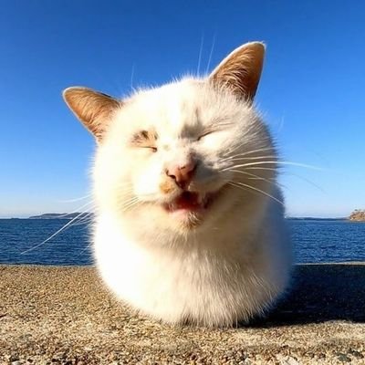 保護猫２匹😺🐱と暮らしています。