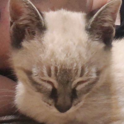 びびり特急やくも🐈💨