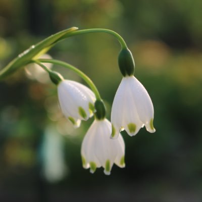 始めてみました〜！よろしく！下手くそですが、カメラを持ってウロウロしてます。植物、🍄、苔、鉄分を多めに撮ってます😊