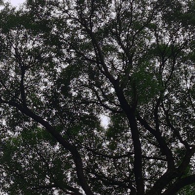 _Tired_Frog_'s profile picture. 