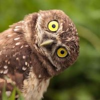 Owl Crypto Signals(@owlieanalyse) 's Twitter Profile Photo