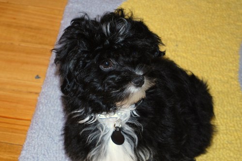 sappsapp's profile picture. 