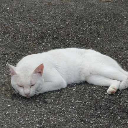 ox59Aq4xLpapBsA's profile picture. ガンダムシリーズの中で一番のお気に入りはサンダーボルトです。基本ガンプラのツイートしかしません。キットは基本素組にスミ入れ部分塗装までです。皆様宜しくお願いします！