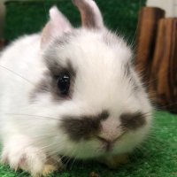 うさぎ専門店 premium pet club うさぎ (@premiumpetclub) 's Twitter Profile Photo うさぎ専門店 premium pet club うさぎ (@premiumpetclub) 's Twitter Profile Photo