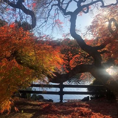 インデックス投資
サッカー
観葉植物