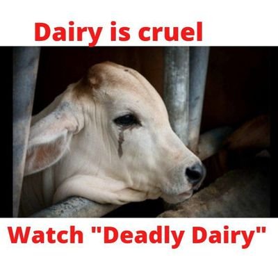 hi! a vegan and a animal right actvist
https://t.co/2XQ63trdMU
watch deadly dairy 
#govegan