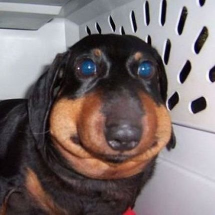 LordOfWarthogs's profile picture. wish i could ride a skateboard. (He/him)