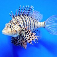 のぶたか (@nobtakafishing) Twitter profile photo