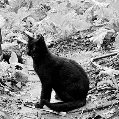 🐈‍⬛さんのプロフィール画像