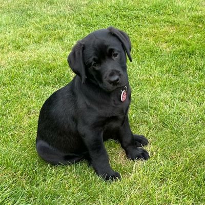 GraceHDpuppy's profile picture. Hearing Dog for Deaf People puppy in training to become a life changer
