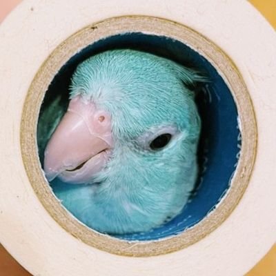 こむぎ@「こむぎーぬ🐦」さんのプロフィール画像