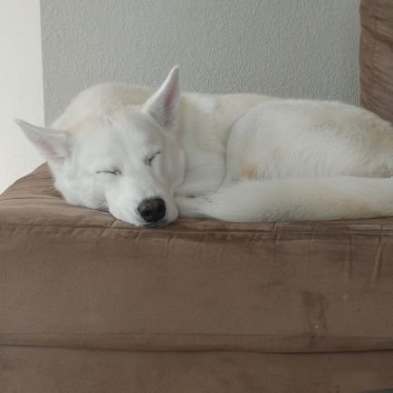 Al59355129's profile picture. 