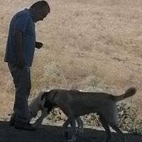 izzet cesur (@izzetcesur) 's Twitter Profile Photo