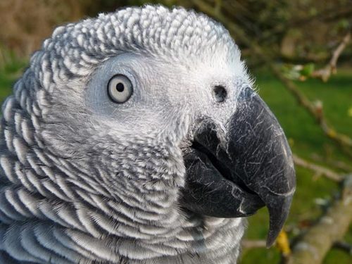 The official African-grey-parrots Twitter!