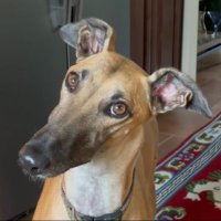 juno the greyhound (@junogreyhound) 's Twitter Profile Photo juno the greyhound (@junogreyhound) 's Twitter Profile Photo
