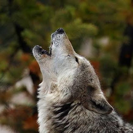 The #wolves in the woods have sharp teeth and long claws, but it's the #wolf inside who will tear you apart.