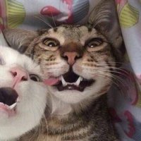 Shigao Chen (@shigaochen) 's Twitter Profile