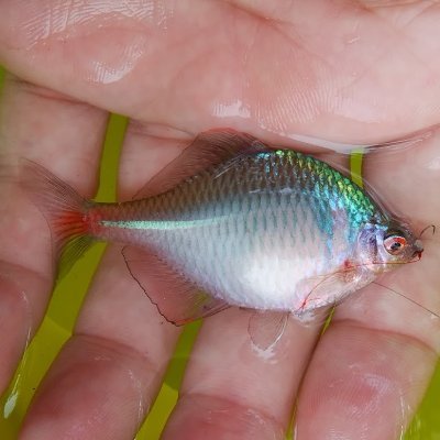 最近は淡水小物釣り，特定小電力無線等で遊んでます。

21～22時に、ごく短時間ですが特小新城レピーター(L13-08)や特小細江レピーター(L15-08)でCQ出したりしてます。
交信にお付き合いして頂けますと小躍りして喜びます。

基本こっそりフォローしてます。