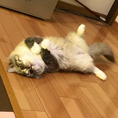 PNKTPrincess's profile picture. ポンプリ寄りの箱推し💛💜｜無言フォロー大歓迎｜コミュ障｜人見知りのいいね逃げ常習犯｜なかなかのﾎﾟﾝｺﾂ｜ブラック社畜の常に不眠と胃痛と闘ってる人｜絡むと人が変わりますご注意ください｜あいこーん▶︎うちの猫