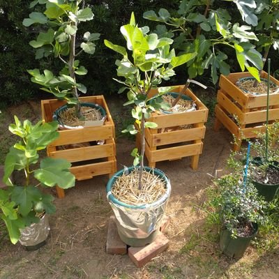 ChildCheek's profile picture. 園芸用に切り替え: イチジク、ラズベリー、フィンガーライムなど