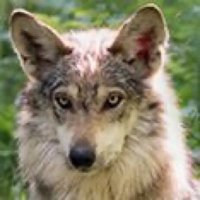 ScottGable (@heidiesmaster) 's Twitter Profile