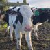 Why you should have a Cow (@ShouldHaveCow) Twitter profile photo