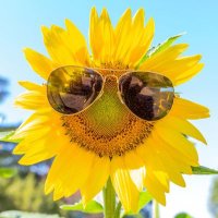 IVR 🌻🍃 (@i_n_g_r_i_) 's Twitter Profile