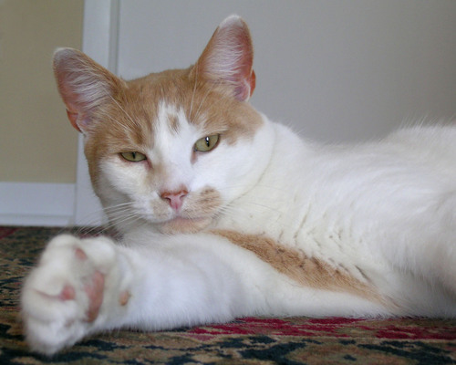 chstremblay's profile picture. 