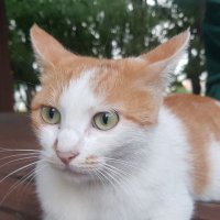 김포메포도메론 (@grape_melon) 's Twitter Profile