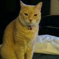 kittykat48 (@kittykat484) 's Twitter Profile