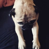 PugLifeMommy(@mommy_of_pugs) 's Twitter Profile Photo