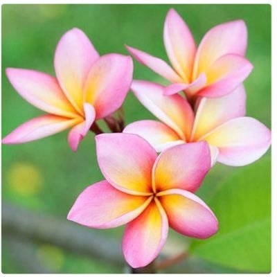 notsosure723's profile picture. 