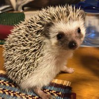 すか。❄️️🏹🎼 (@asa_numa_zuka) Twitter profile photo