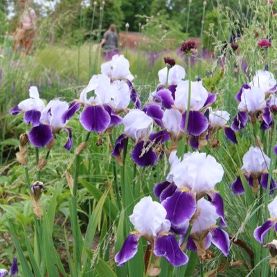 Often found with hands in the dirt.Tendency to tweet photos from / of the garden. Interests: Guitars, Plants, #MCFC. All views & opinions are my own.