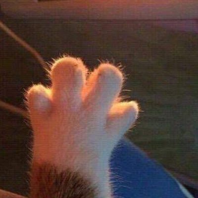 DonnaLeeSchnei1's profile picture. Crazy animal lady, Loves Kevin Harvick, JFK Jr., Supernatural and The Hearst Castle.