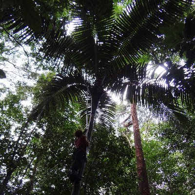 Researcher in Evolutionary Ecology at @ird_fr | Microevolution in Amazonian 🌳 & 🌴 | Adaptation × domestication | ERC StG #DOPAMICS