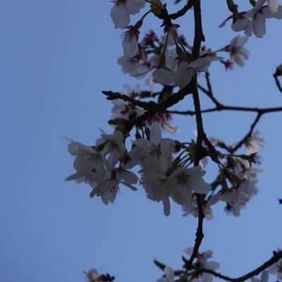 はたよりさんのプロフィール画像