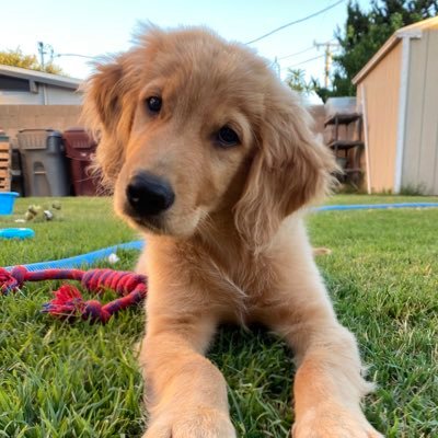 Hi! Welcome to Milo’s world Stay Golden ✨🐕 SoCal ☀️